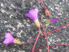 Oxalis imbricata violacea
