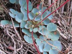 Oxalis imbricata violacea