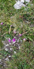 Carduus defloratus tridentinus
