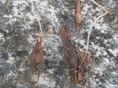 Oxalis imbricata violacea