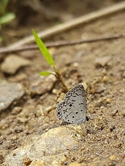 Lycaenidae