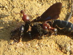 Pheidole akermani