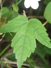 Hibiscus lobatus