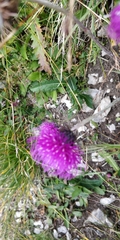 Carduus defloratus tridentinus