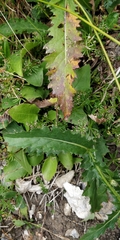 Carduus defloratus tridentinus