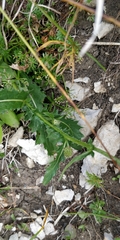Carduus defloratus tridentinus