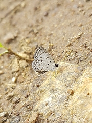 Lycaenidae