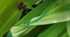 La Digue Day Gecko photo 5
