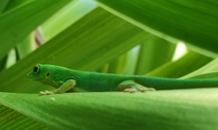 La Digue Day Gecko photo 2