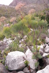 Notobubon capense