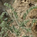 Simpsonanthus jonesii - Photo (c) Jim Morefield, algunos derechos reservados (CC BY)