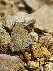 Anthene emolus