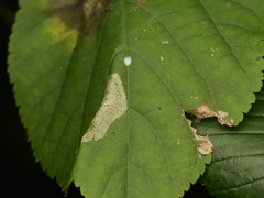 Phyllonorycter issikii