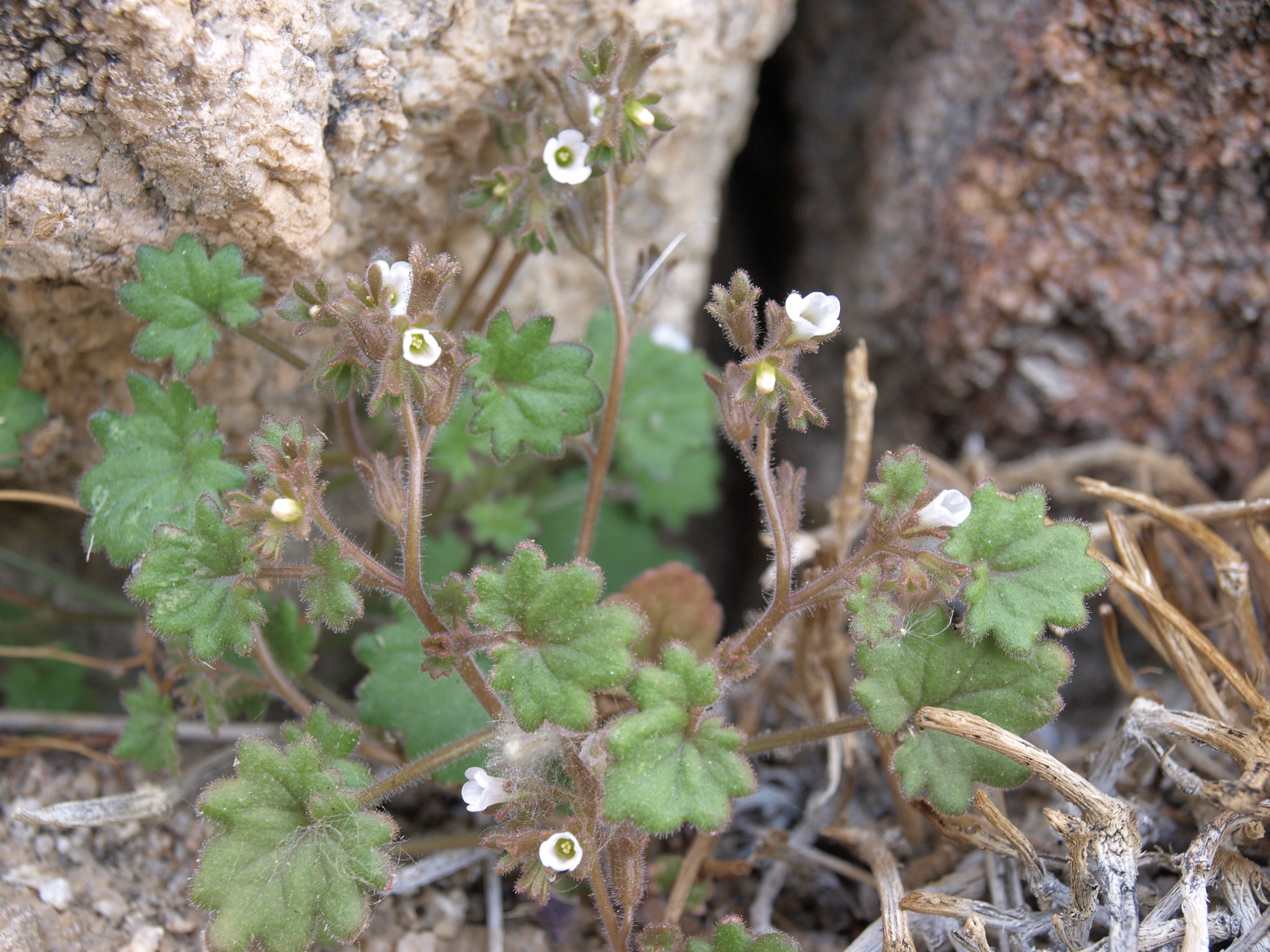 Phacelia rotundifolia