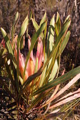 Protea longifolia