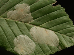 Phyllonorycter coryli