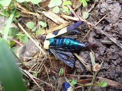 Chrysochroa rugicollis