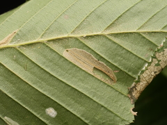 Phyllonorycter tenerella