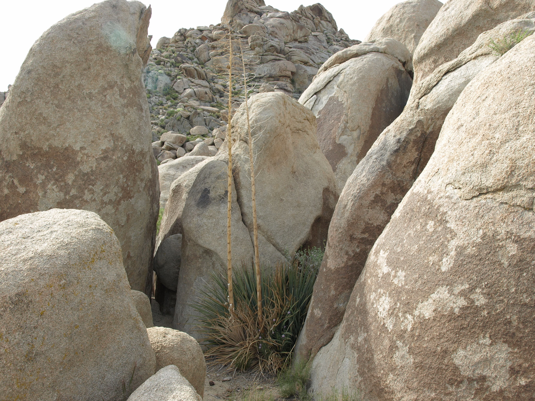 Yucca whipplei Torr. 3