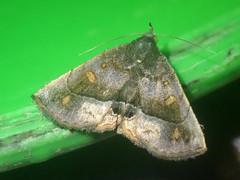 Pangrapta aviusalis