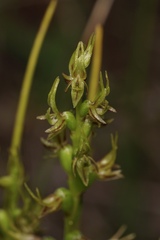 Prasophyllum gracile