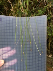 Trichophorum subcapitatum