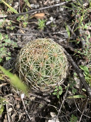 Coryphantha pseudoradians