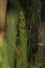 Prasophyllum gracile