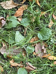 Plantago major