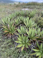 Agave convallis