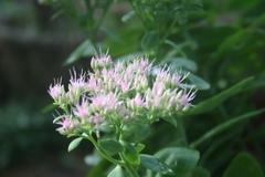 Hylotelephium spectabile