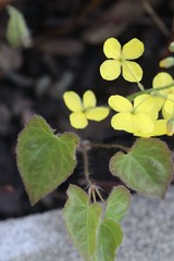 Epimedium