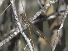 Austrolestes aleison