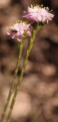 Lachnaea globulifera globulifera