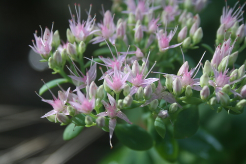 Hylotelephium spectabile