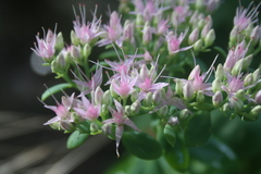 Hylotelephium spectabile