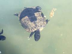 Trachemys scripta