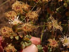 Lampranthus dregeanus