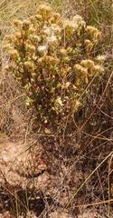 Lampranthus dregeanus