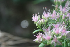 Hylotelephium spectabile