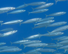 Decapterus macarellus