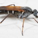 Ozodiceromyia livdahli - Photo (c) Patrick Coin,  זכויות יוצרים חלקיות (CC BY-NC-SA)