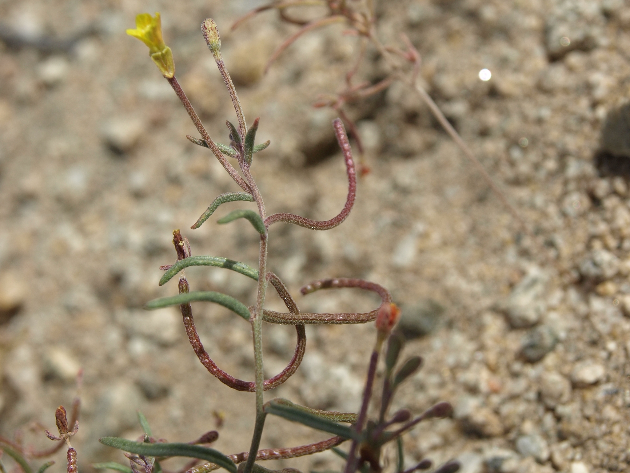 Camissonia parvula