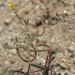 Camissonia parvula - Photo (c) Jim Morefield, algunos derechos reservados (CC BY)