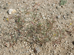 Camissonia parvula