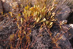 Centella dolichocarpa