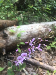 Hylodesmum nudiflorum