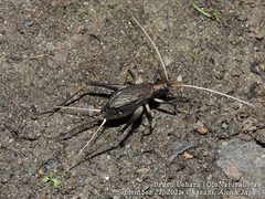 Meloimorpha japonica