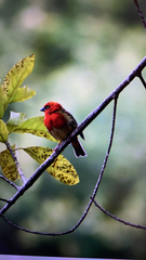 Foudia madagascariensis