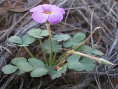 Oxalis imbricata violacea